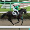 11/11東京8R：アメリカンツイストは1枠2番