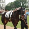 出資馬の近況 2019/5/30