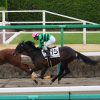 4/14中山6R：アメリカンツイストは集中力を欠いて10着