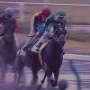 10/5新潟8R：スターリーパレードは５枠５番