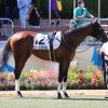 9/19中山8R：ローズボウルは３着も勝馬には完敗