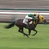 6/19函館2R：ダイヤモンドフジは1枠2番