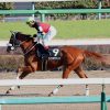 2/13阪神12R：ラインオブフェイトは現級に目途の立つ４着