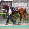 YGG出資馬の近況 2022/6/2