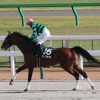 1/5中山7R：ローズボウルは控える競馬からタイム差なしの３着