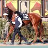 YGG出資馬の近況 2024/2/21