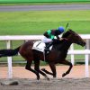 10/15京都7R：グランデスフィーダは勝ちに行く競馬を挑むも失速して６着