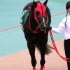 YGG出資馬の近況 2024/11/14