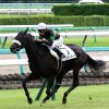 DMM出資馬の近況 2024/11/20